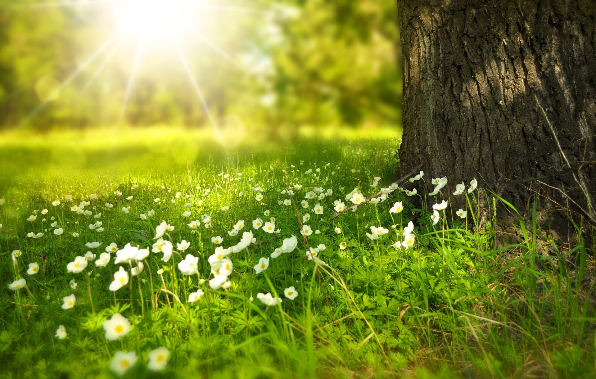 Spring flowers