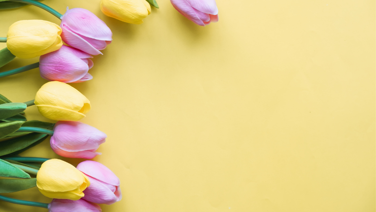 Pink and yellow tulips on a yellow background