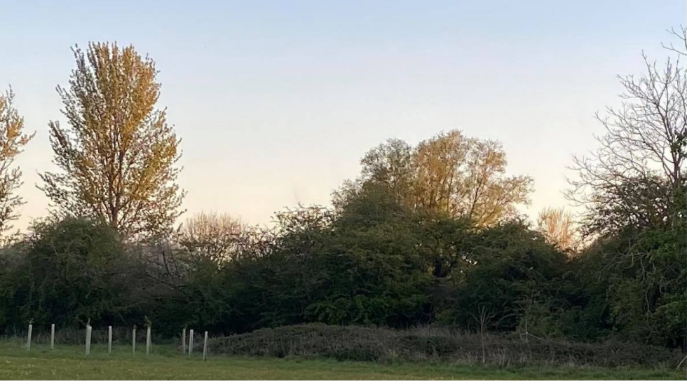 trees