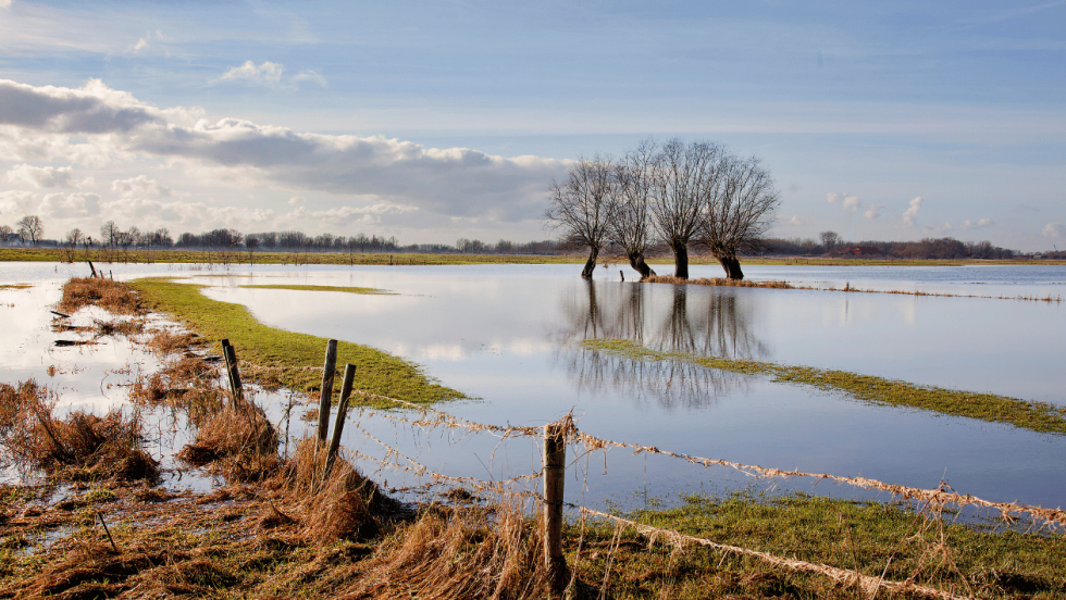Flooded meadow