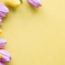 Pink and yellow tulips on a yellow background