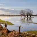 Flooded meadow.png